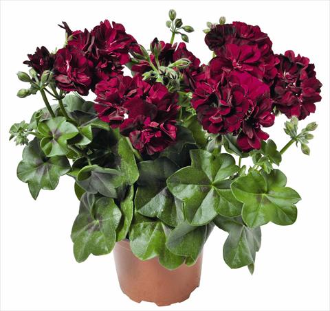 photo of flower to be used as: Pot, patio, basket Pelargonium peltatum RED FOX Great Balls of Fire Burgundy