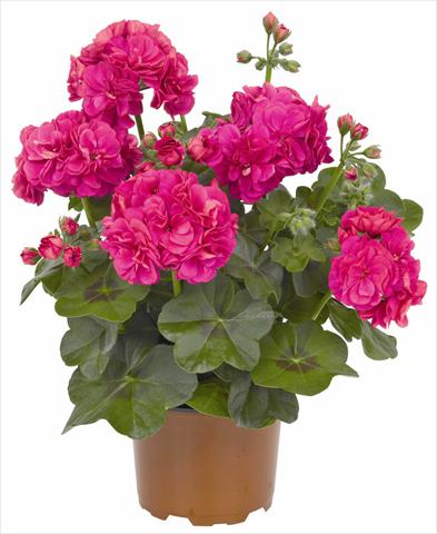photo of flower to be used as: Pot, patio, basket Pelargonium peltatum RED FOX Great Balls of Fire Deep Rose
