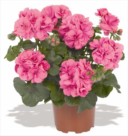 photo of flower to be used as: Pot, patio, basket Pelargonium peltatum RED FOX Great Balls of Fire Pink