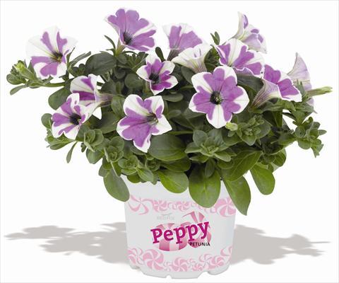 photo of flower to be used as: Pot, patio, basket Petunia RED FOX Peppy Lavender