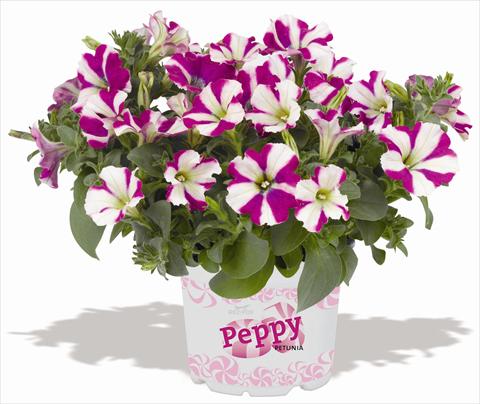 photo of flower to be used as: Pot, patio, basket Petunia RED FOX Peppy Purple