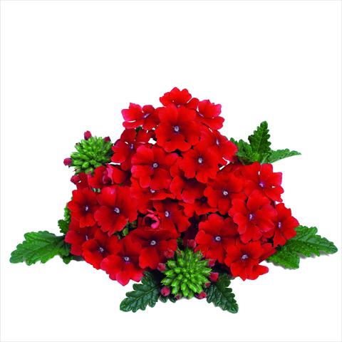 photo of flower to be used as: Pot and bedding Verbena RED FOX Empress Dark Red