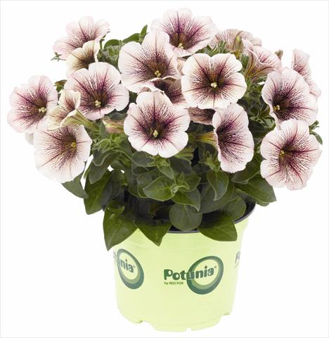 photo of flower to be used as: Pot, patio, basket Petunia RED FOX Potunia® Blackberry Ice 2012