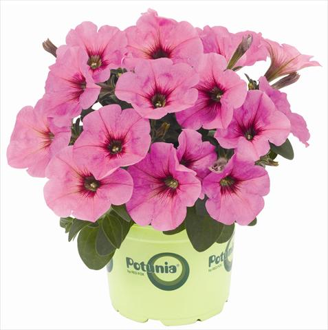 photo of flower to be used as: Pot, patio, basket Petunia x hybrida RED FOX Potunia® Plus Pinkalicious