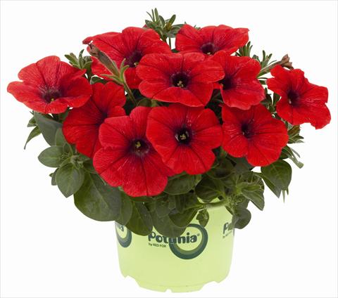 photo of flower to be used as: Pot, patio, basket Petunia x hybrida RED FOX Potunia® Plus Red