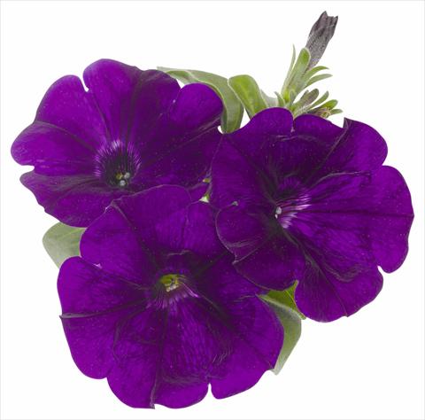 photo of flower to be used as: Pot, bedding, patio, basket Petunia x hybrida RED FOX Surprise Midnight Blue