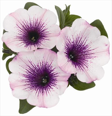 photo of flower to be used as: Pot, bedding, patio, basket Petunia x hybrida RED FOX Surprise Purple Ice