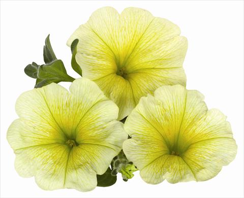 photo of flower to be used as: Pot, bedding, patio, basket Petunia x hybrida RED FOX Surprise Yellow