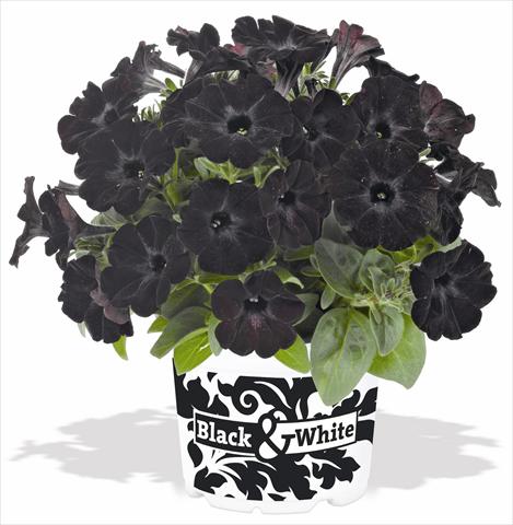 photo of flower to be used as: Pot, bedding, patio, basket Petunia x hybrida RED FOX Sweetunia® Black Satin