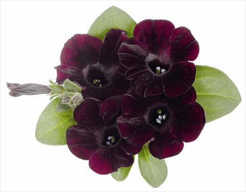 photo of flower to be used as: Pot, bedding, patio, basket Petunia x hybrida RED FOX Sweetunia® Bordeaux