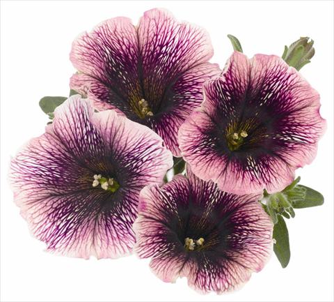 photo of flower to be used as: Pot, bedding, patio, basket Petunia x hybrida RED FOX Sweetunia® Mystery