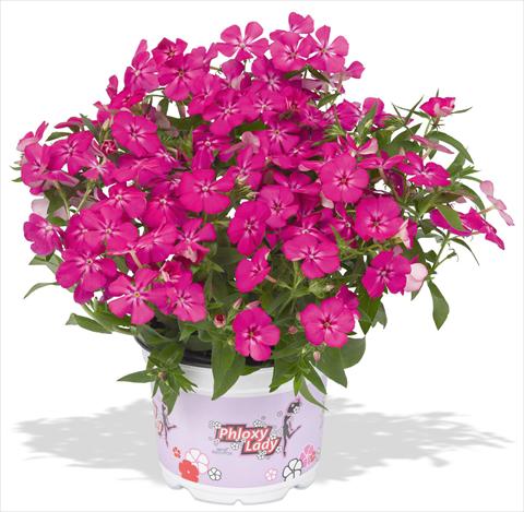 photo of flower to be used as: Pot and bedding Phlox maculata RED FOX Phloxy Lady Hot Pink
