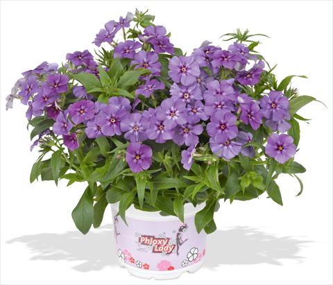 photo of flower to be used as: Pot and bedding Phlox maculata RED FOX Phloxy Lady Purple Sky
