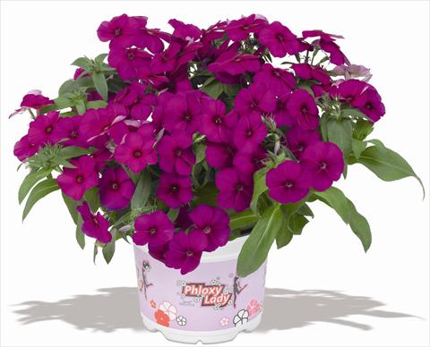 photo of flower to be used as: Pot and bedding Phlox maculata RED FOX Phloxy Lady Purple