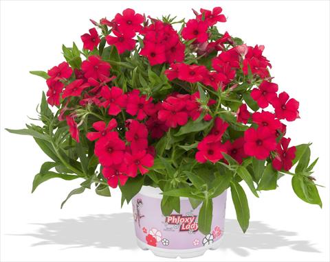 photo of flower to be used as: Pot and bedding Phlox maculata RED FOX Phloxy Lady Strawberry