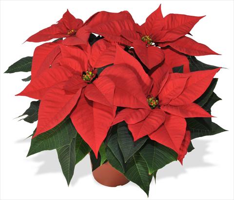 photo of flower to be used as: Pot Poinsettia - Euphorbia pulcherrima RED FOX Bravo Bright Red