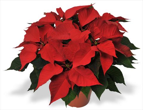 photo of flower to be used as: Pot Poinsettia - Euphorbia pulcherrima RED FOX Protégé Dark Red