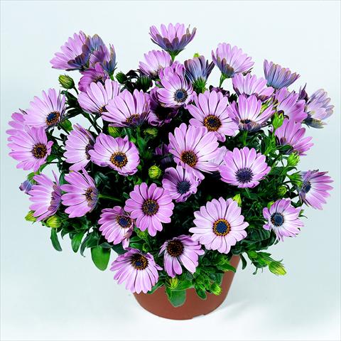 photo of flower to be used as: Pot and bedding Osteospermum RED FOX Summertime® Pink