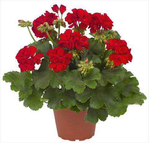 photo of flower to be used as: Patio, pot Pelargonium interspec. RED FOX Cumbanita Dark Red