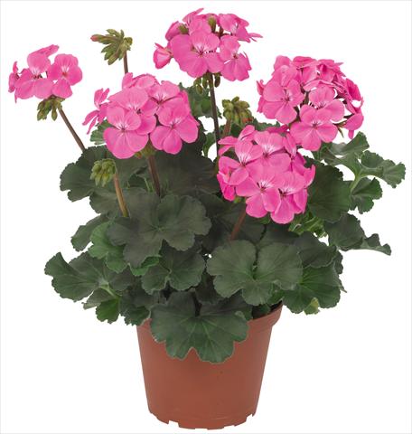 photo of flower to be used as: Patio, pot Pelargonium interspec. RED FOX Sarita Pink