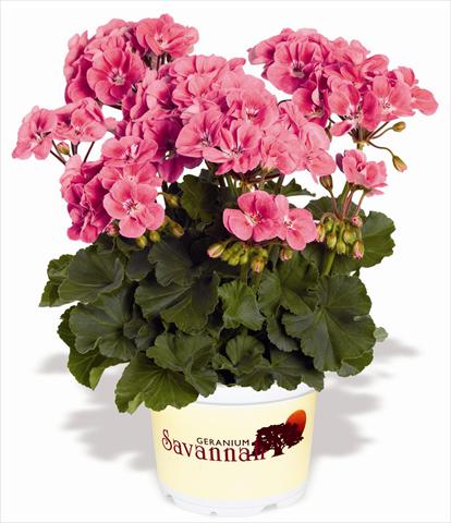 photo of flower to be used as: Patio, pot Pelargonium zonale RED FOX Savannah Sizzle