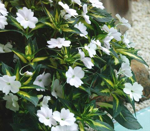 photo of flower to be used as: Pot, bedding, patio, basket Impatiens N. Guinea SunPatiens® Spreading White
