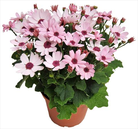 photo of flower to be used as: Pot and bedding Senecium cineraria RED FOX Todaisy Pink
