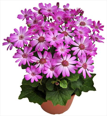 photo of flower to be used as: Pot and bedding Senecium cineraria RED FOX Todaisy Red Purple