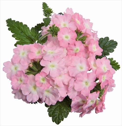 photo of flower to be used as: Pot, patio, basket Verbena RED FOX Empress Soft Pink Charme
