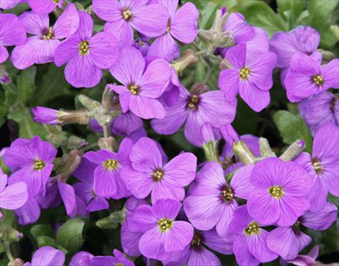 photo of flower to be used as: Bedding / border plant Aubrieta Audrey F1 Light Blue