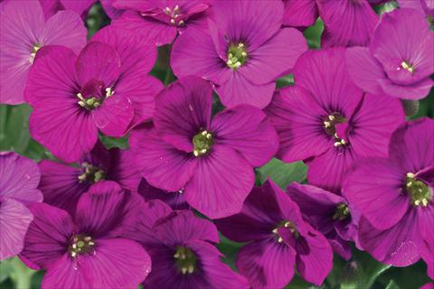 photo of flower to be used as: Bedding / border plant Aubrieta Axcent Dark Red