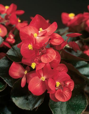 photo of flower to be used as: Pot and bedding Begonia semperflorens Eureka F1 Bronze Scarlet