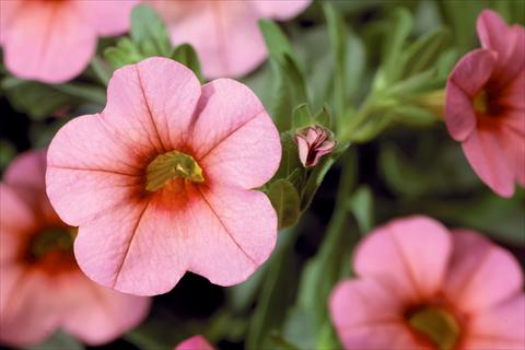 photo of flower to be used as: Pot, patio, basket Calibrachoa Callie® Mango