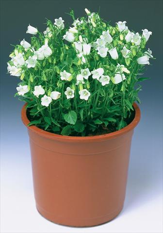 photo of flower to be used as: Bedding / border plant Campanula cochleariifolia Swinging Bells White