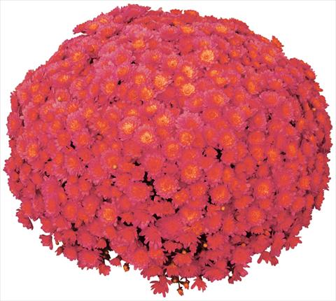 photo of flower to be used as: Pot and bedding Chrysanthemum Jacqueline Peach Fusion