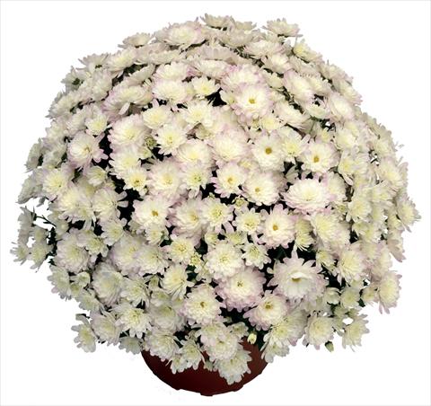 photo of flower to be used as: Pot and bedding Chrysanthemum Jacqueline Pearl