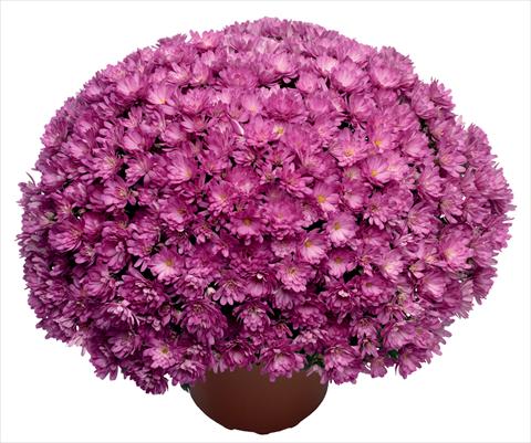 photo of flower to be used as: Pot and bedding Chrysanthemum Jacqueline Pink