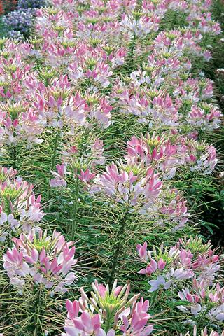 photo of flower to be used as: Pot, bedding, patio Cleome hassleriana Sparkler F1 Blush