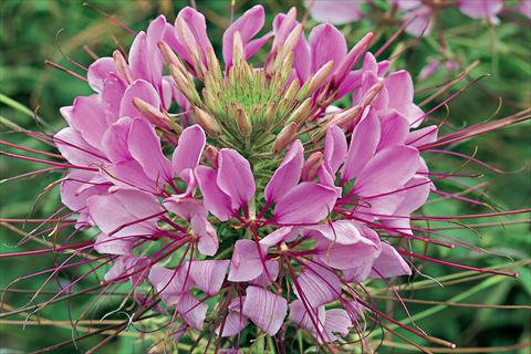 photo of flower to be used as: Pot, bedding, patio Cleome hassleriana Sparkler F1 Lavender