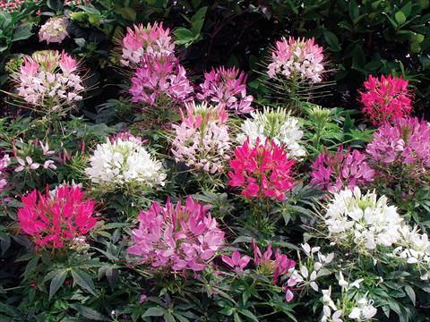 photo of flower to be used as: Pot, bedding, patio Cleome hassleriana Sparkler F1 Mix