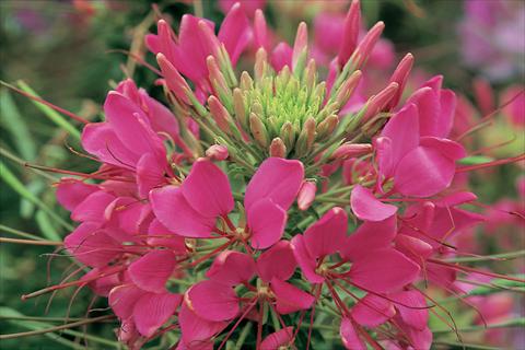 photo of flower to be used as: Pot, bedding, patio Cleome hassleriana Sparkler F1 Rose