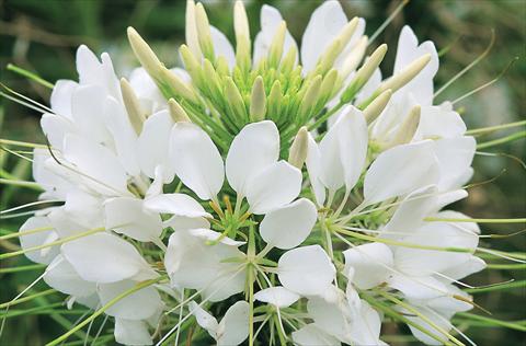 photo of flower to be used as: Pot, bedding, patio Cleome hassleriana Sparkler F1 White