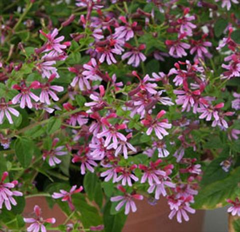 photo of flower to be used as: Pot Cuphea ilavea Euphoric Pink