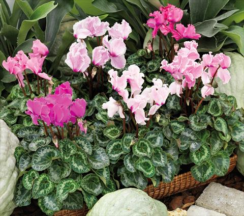 photo of flower to be used as: Basket / Pot Cyclamen persicum Friller™ F1 Flame Mix