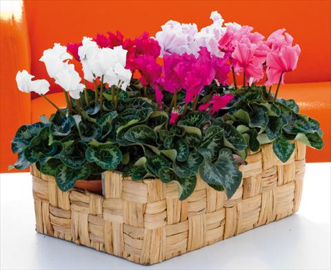 photo of flower to be used as: Basket / Pot Cyclamen persicum Friller™ F1 Mix