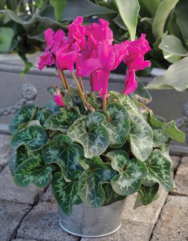 photo of flower to be used as: Basket / Pot Cyclamen persicum Friller™ F1 Purple