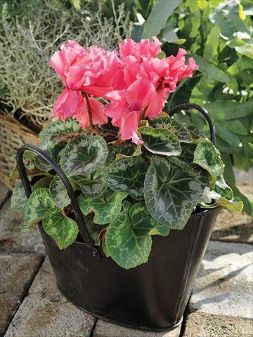 photo of flower to be used as: Basket / Pot Cyclamen persicum Friller™ F1 Salmon