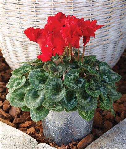 photo of flower to be used as: Basket / Pot Cyclamen persicum Friller™ F1 Scarlet