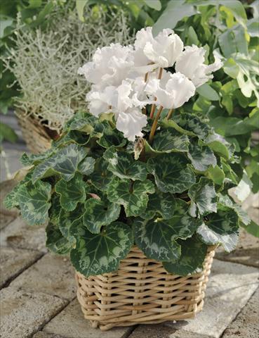 photo of flower to be used as: Basket / Pot Cyclamen persicum Friller™ F1 White