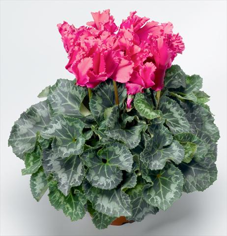 photo of flower to be used as: Basket / Pot Cyclamen persicum Friller™ F1 Wine